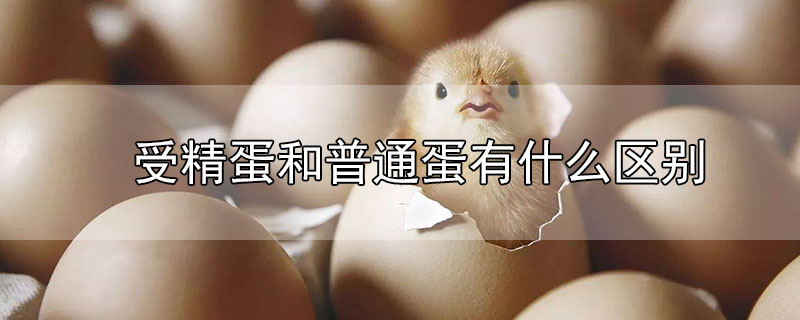 受精蛋和普通蛋有什么區(qū)別