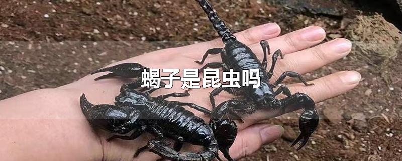 蝎子是昆蟲嗎