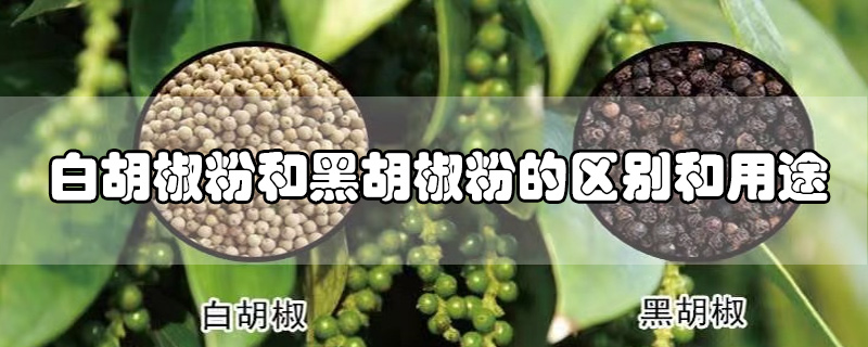 白胡椒粉和黑胡椒粉的區(qū)別和用途