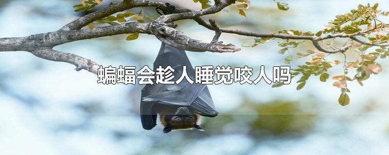 蝙蝠會(huì)趁人睡覺咬人嗎