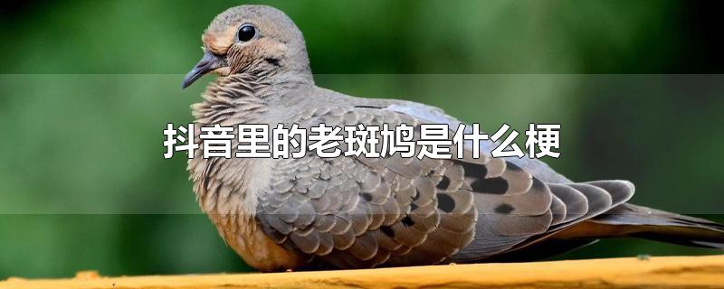 抖音里的老斑鳩是什么梗