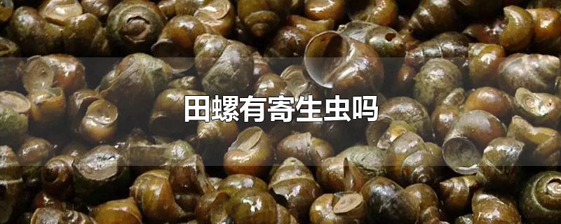 田螺有寄生蟲(chóng)嗎