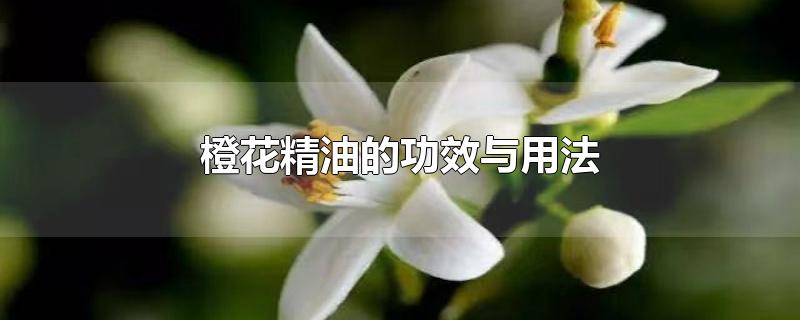 橙花精油的功效與用法